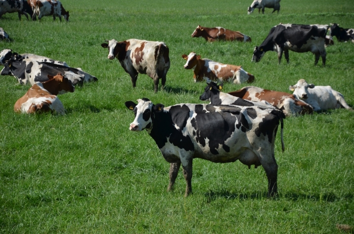 «Успех добивается трудом»: флагман молочного животноводства «Пойма» отметила 85-ий юбилей!