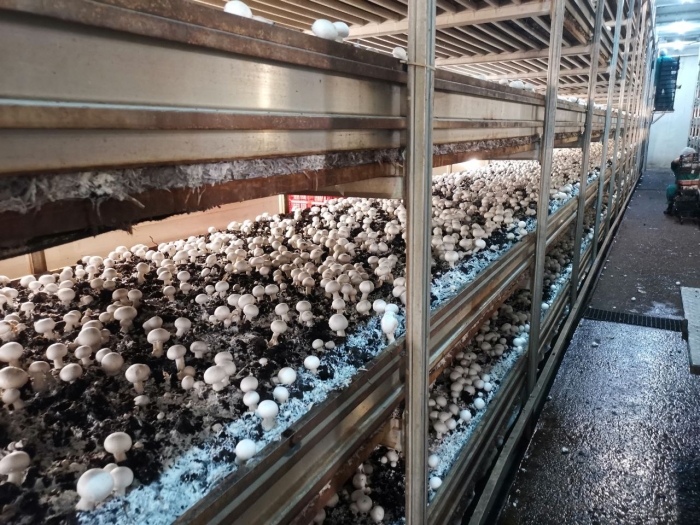 Александр Наумов: Подмосковье может стать лидером в стране по производству грибов