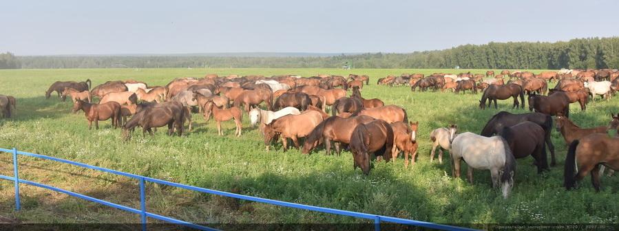 «Развитие агропромышленного комплекса – один из ключевых вопросов для КПРФ»