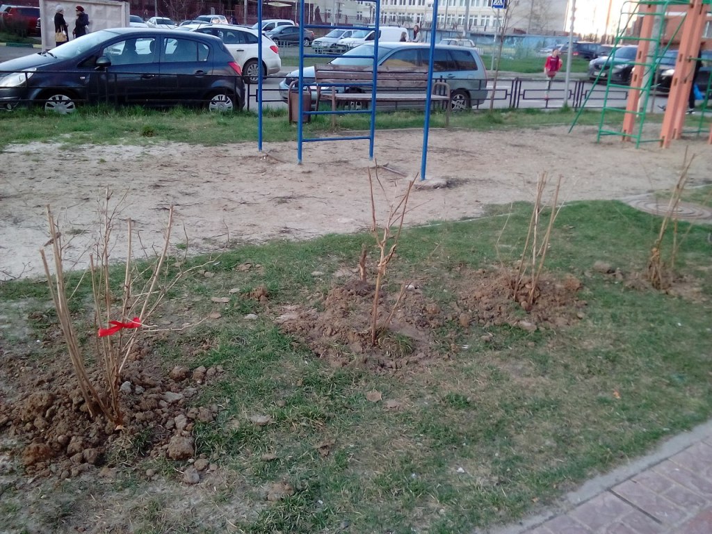 Подольские коммунисты приняли участие в акции «Лес Победы»