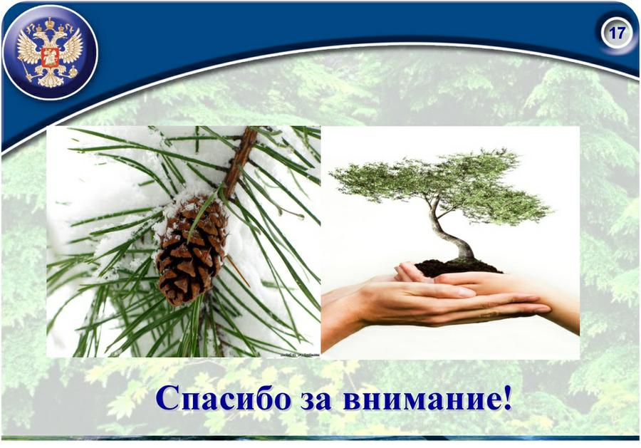 «Совершенствование лесного законодательства как ключевой фактор преодоления проблем лесного комплекса России»