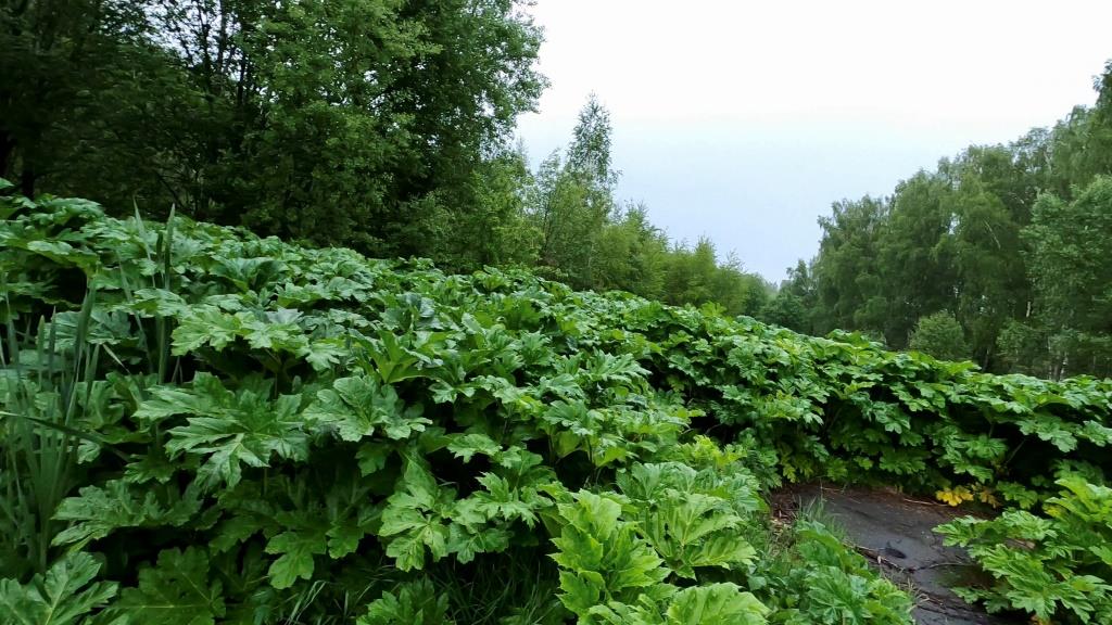 Под Коломной поселки утопают в вонючей жиже и борщевике
