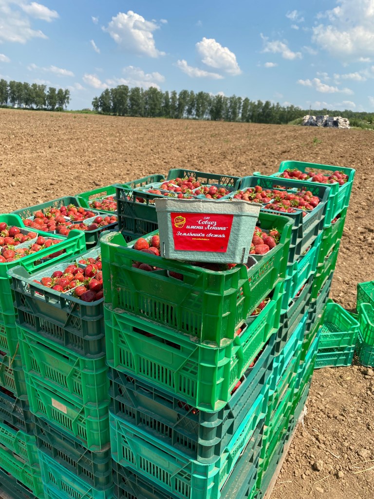 Красный десант подмосковных коммунистов помог собрать урожай земляники в совхозе им. Ленина