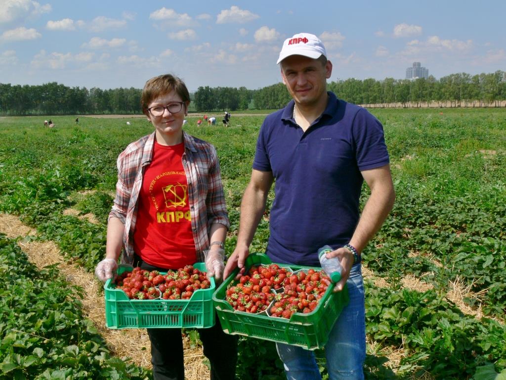 Красный десант подмосковных коммунистов помог собрать урожай земляники в совхозе им. Ленина