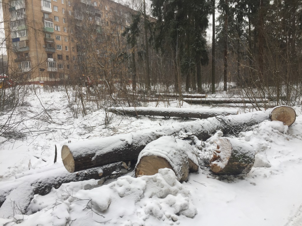 Как сохранить городские леса?
