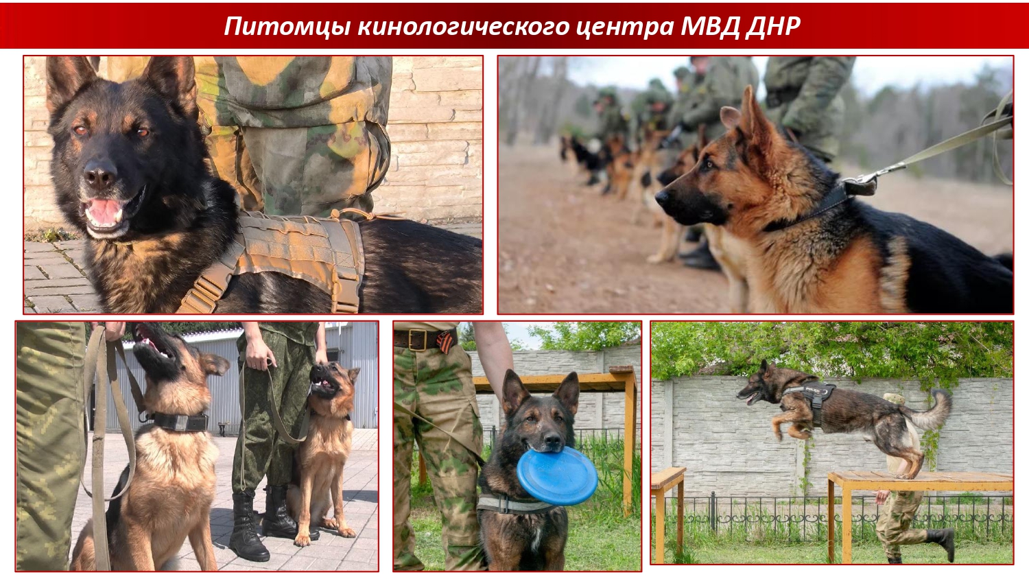 Гуманитарная помощь для кинологического центра МВД ДНР