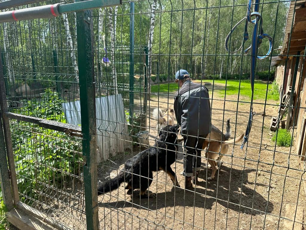 Депутат Мособлдумы от КПРФ Марк Черемисов посетил приют для животных в Ногинске